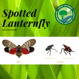 Spotted Lantern Fly stages