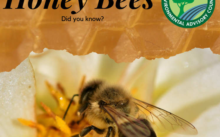 Honey Bee Picture
